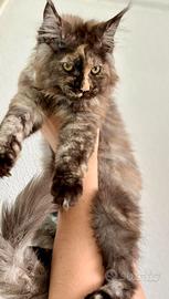 Maine Coon