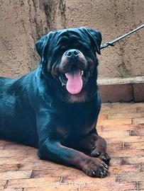 Maschio stallone di rottweiler
