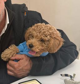 Barboncino toy/nanetto