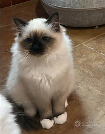 Cucciola sacro di birmania