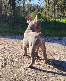 Cucciolo bulldog francese esotico