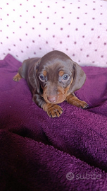 Bassotto tedesco pelo corto