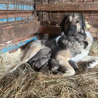 Cuccioli pastore del Caucaso