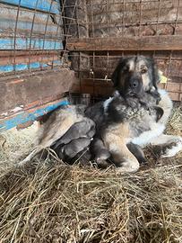 Cuccioli pastore del Caucaso