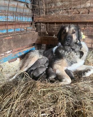 Cuccioli pastore del Caucaso