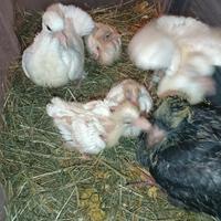 Pulli addomesticati allevati a mano colombi