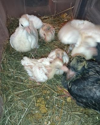 Pulli addomesticati allevati a mano colombi