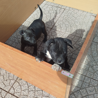 Femmine Amstaff sverminati è vaccino con il libret