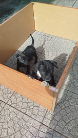 Femmine Amstaff sverminati è vaccino con il libret