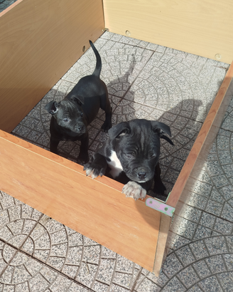 Femmine Amstaff sverminati è vaccino con il libret