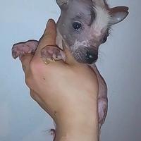 Cuccioli taglia piccola
