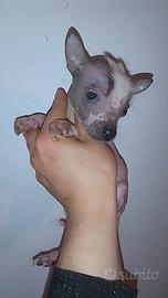 Cuccioli taglia piccola