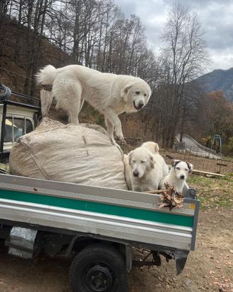 Disponibili cuccioli di maremmano ,