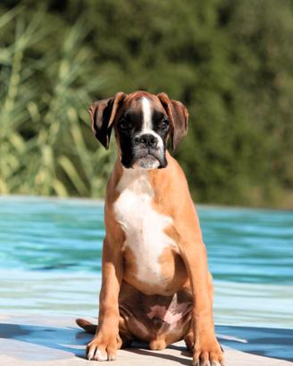Cuccioli Boxer