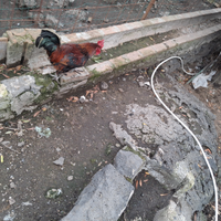 Galline e galletti nani