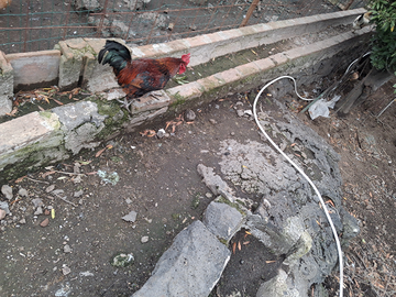 Galline e galletti nani