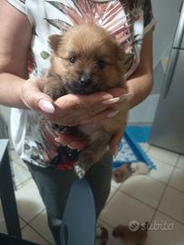 Cucciooli di spitz tedeschi