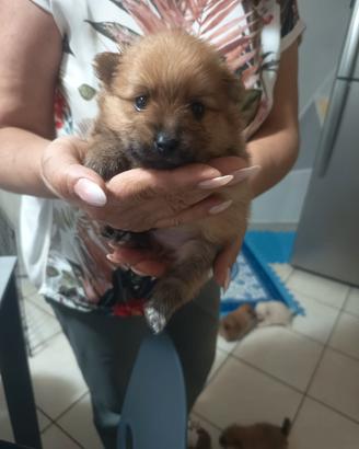 Cucciooli di spitz tedeschi