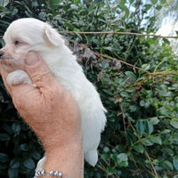 Maltese coreano