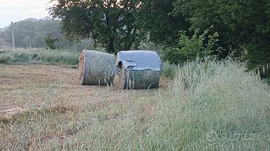 Fieno primo taglio