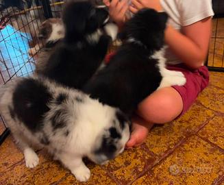 Cuccioli Border collie