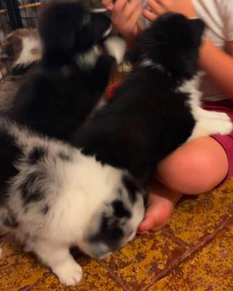 Cuccioli Border collie
