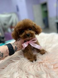 Barboncino mini toy Red