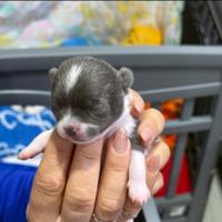 Chihuahua minuscolo