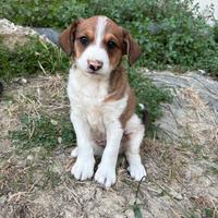 Cucciolo di cane