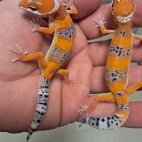 Geco leopardino