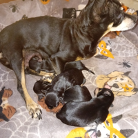 Cuccioli pincher toy