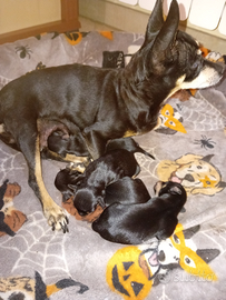 Cuccioli pincher toy