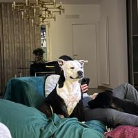 Staffy maschio accoppiamento gratuito