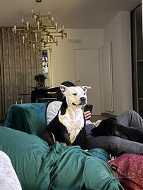 Staffy maschio accoppiamento gratuito