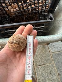 Bulbi di Zafferano
