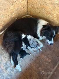 Border collie