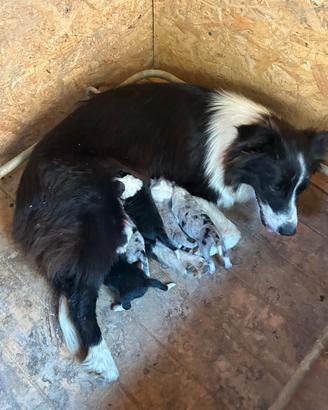 Border collie