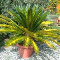 Cycas Revoluta XL H130 50cm Palma Giardino Pianta