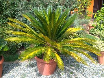 Cycas Revoluta XL H130 50cm Palma Giardino Pianta