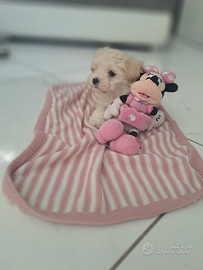 Cucciola maltipoo toy anche a rate