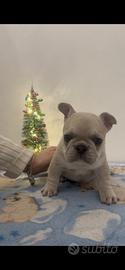 Bulldog Francese