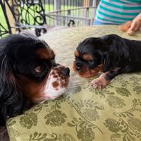 Cuccioli di cavalier king