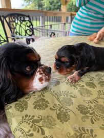 Cuccioli di cavalier king