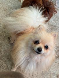 Pomerania femmina