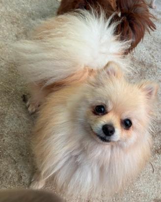 Pomerania femmina