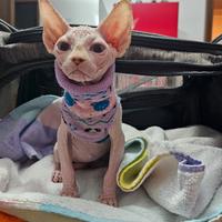 Sphynx femmina