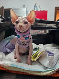 Sphynx femmina