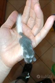 Coppia ghiri africani
