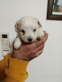 Cuccioli maltese