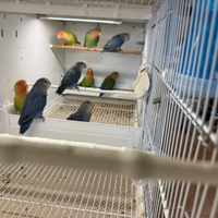 Giovani roseincollins inseparabili